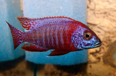 картинка Аулонокара Павлин Красная от магазина