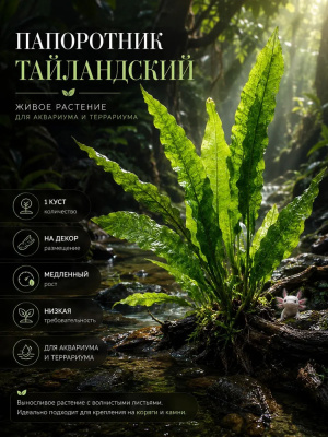 Папоротник Таиландский M, шт