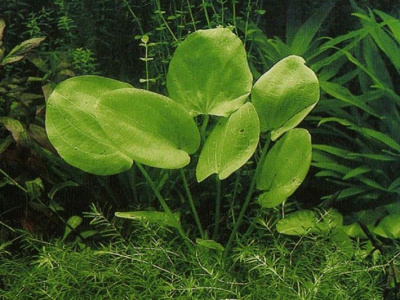 Echinodorus grandifolius