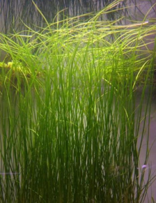 Валлиснерия Натанс, с грузом