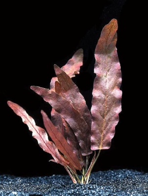 Барклайя Длиннолистная Красная, бульба