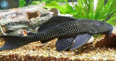 Плекостомус