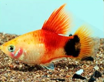 Пецилия Высокоплавничная Микки Маус Солнечный