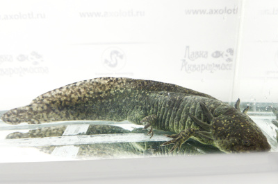 Аксолотль Темный Рыцарь, XL Ambystoma mexicanum