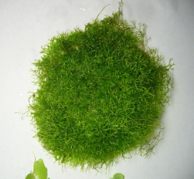 Риччия, 10 гр.