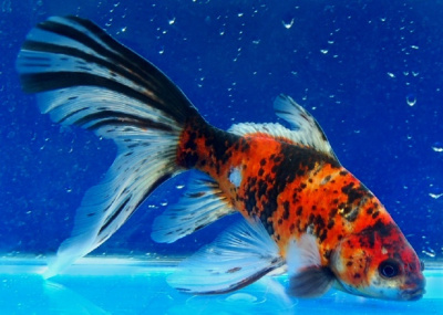 Комета Ситцевая Шубункин (L) Carassius auratus Комета Ситцевая Шубункин (L) Carassius auratus