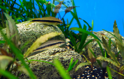 Водорослеед Сиамский Crossocheilus siamensis Водорослеед Сиамский Crossocheilus siamensis