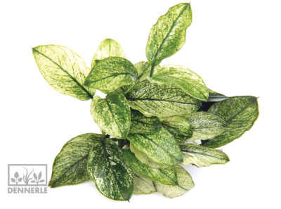 картинка Анубиас Карликовый Пинто, в горшочке от магазина