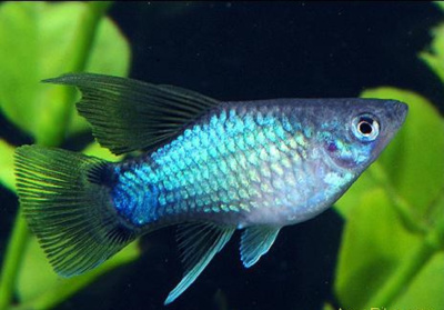 Пецилия Высокоплавничная Микки Маус Голубой