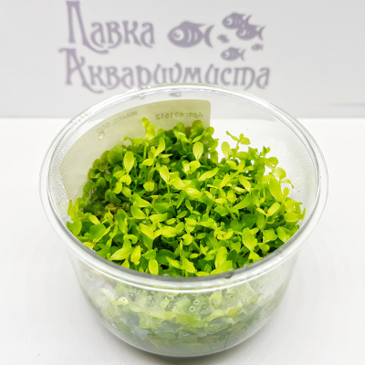 Микрантенум Монте-Карло (меристемное растение), d 6,5