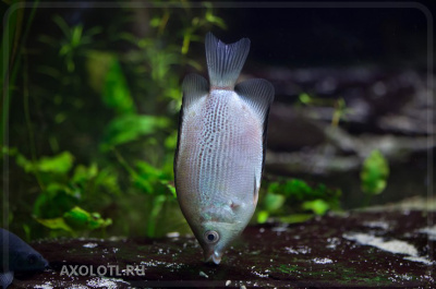 Гурами Целующийся розовый, M Helostoma temminckii