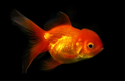 Оранда Красная (M) Carassius auratus