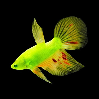 Петушок Дельта GloFish (самец) светящийся