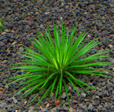 Эриокаулон Синериум, в горшочке