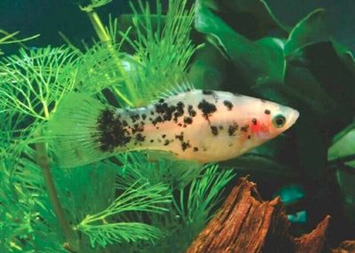 Пецилия Далматинец