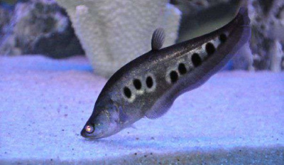 Рыба-нож глазчатый, L Рыба-нож глазчатый, L