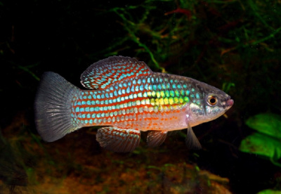 Джорданелла Флоридская Jordanella floridae
