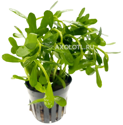 Хедиотис Зальцмана, в горшочке