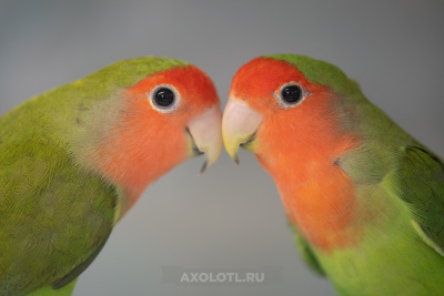 Неразлучник Розовощекий