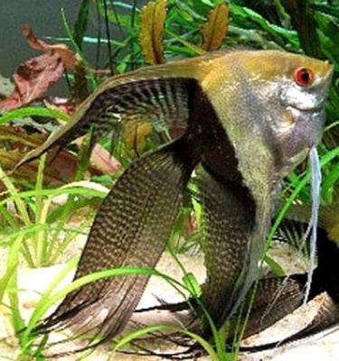 Скалярия Биколор