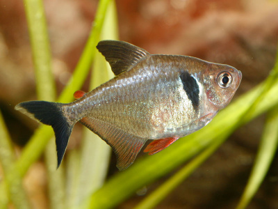 Фантом Чёрный