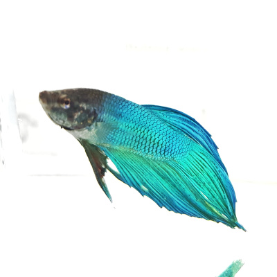 Петушок Вуалехвост (самец) Зелёный