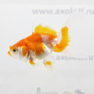 Риукин Красно-белый (SM) Carassius auratus