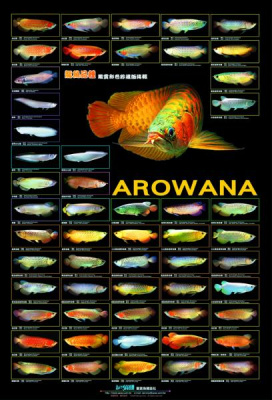 Постер АРОВАНЫ, 105х45 см