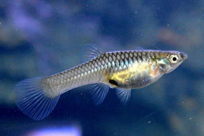 Гуппи Эндлера (самки) Poecilia wingei