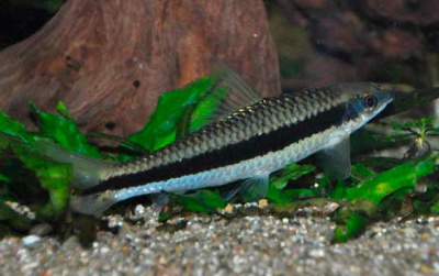 Водорослеед Сиамский Crossocheilus siamensis Водорослеед Сиамский Crossocheilus siamensis