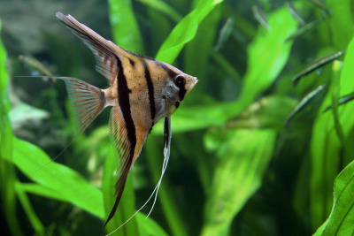 Скалярия Зебра, M