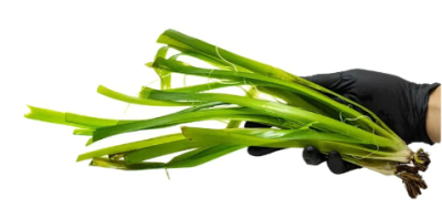 Валлиснерия Гигантская, с грузом Валлиснерия Гигантская, с грузом