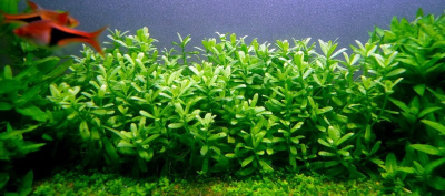 Хедиотис Зальцмана, в горшочке