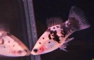 Пецилия Серебряная Ситцевая Пецилия Серебряная Ситцевая