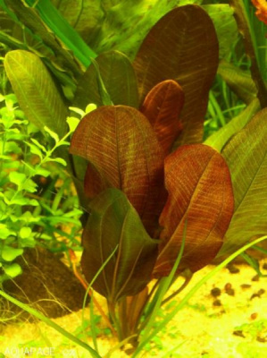 Эхинодорус Большой медведь, в керамическом горшочке