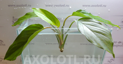 Аглаонема Зеленая