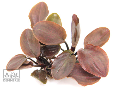 картинка Лагенандра Меебольда Красная, в горшочке от магазина