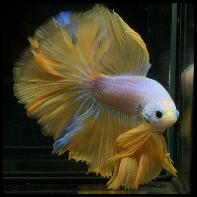 Петушок Халфмун Золотой Топаз (самец) Петушок Халфмун Золотой Топаз (самец)