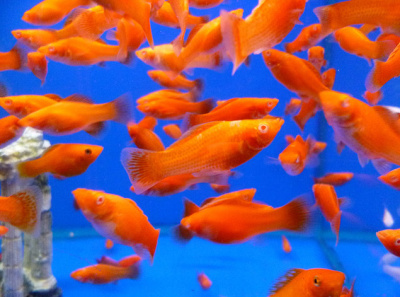 Моллинезия Апельсин Моллинезия Апельсин