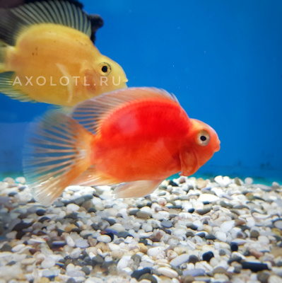 Попугай Красный, M