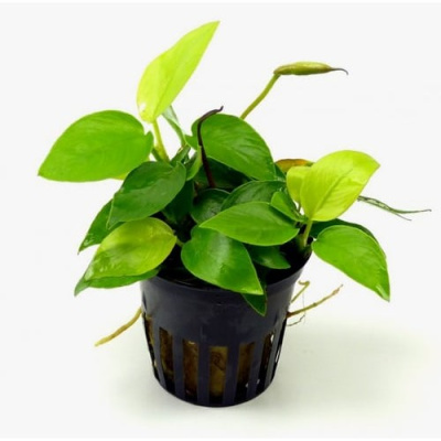 Анубиас Бартера Золотая монетка, в горшочке