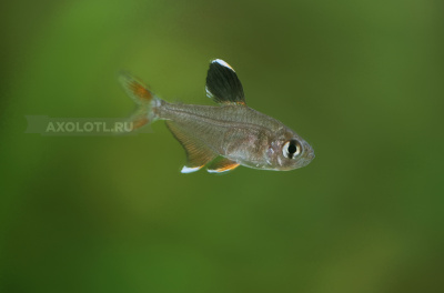 Орнатус Орнатус