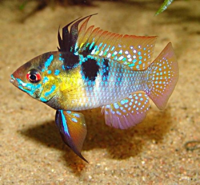 Апистограмма Рамирези, S Microgeophagus ramirezi