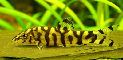 Боция Лохаката Botia lohachata Боция Лохаката Botia lohachata