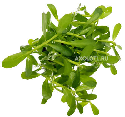 Хедиотис Зальцмана, в горшочке