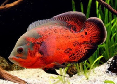 Астронотус Красный (L)  Astronotus ocellatus