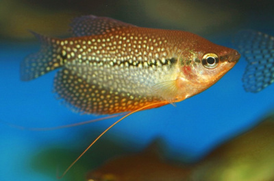 Гурами Жемчужный, M Trichogaster leeri