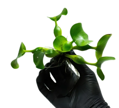 Водный Гиацинт (Эйхорния)