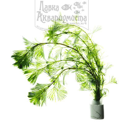 Кабомба Каролинская, с грузом