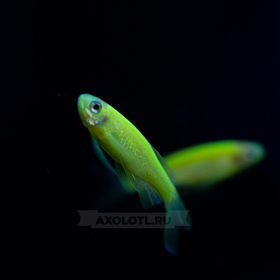 Данио рерио (GloFish) Зеленый светящийся Brachydanio rerio